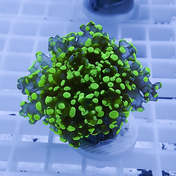 【サンゴ現物32】タコアシサンゴ フラグ