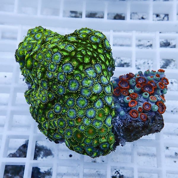 【サンゴ現物33】マメスナギンチャク