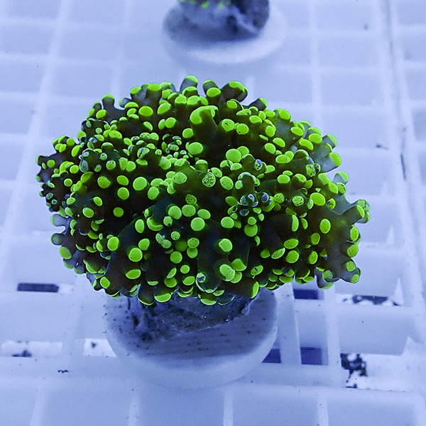 【サンゴ現物33】タコアシサンゴ フラグ