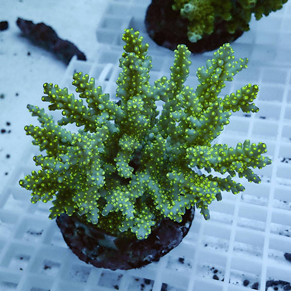 【サンゴ現物34】ブリードミドリイシ