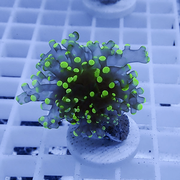 【サンゴ現物34】タコアシサンゴ フラグ