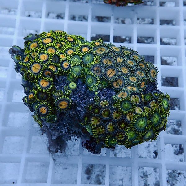 【サンゴ現物35】マメスナギンチャク