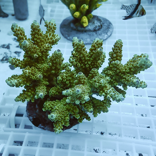 【サンゴ現物35】ブリードミドリイシ