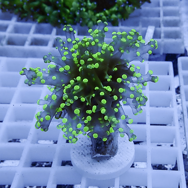 【サンゴ現物35】タコアシサンゴ フラグ