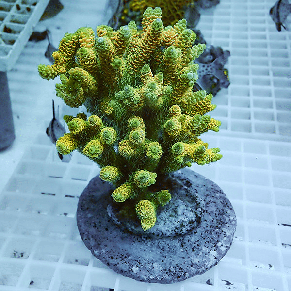 【サンゴ現物36】ブリードミドリイシ