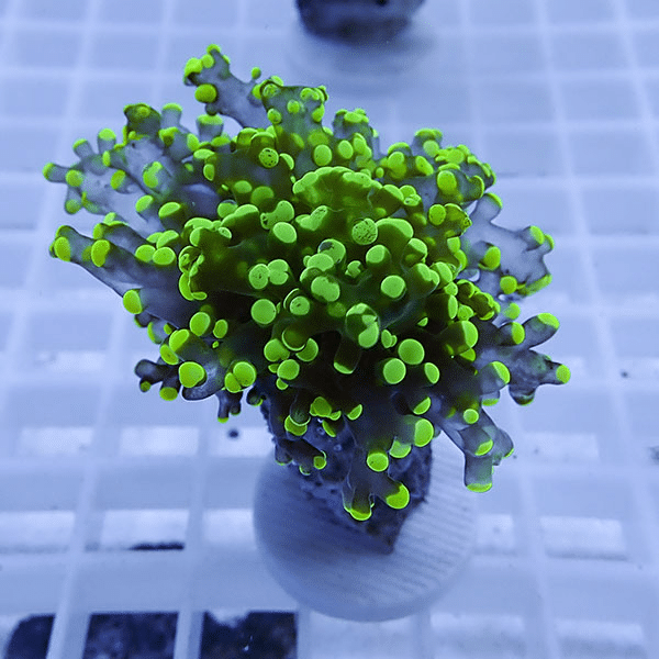 【サンゴ現物36】タコアシサンゴフラグ