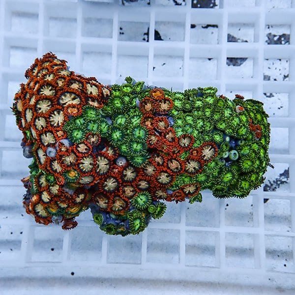 【サンゴ現物37】マメスナギンチャク