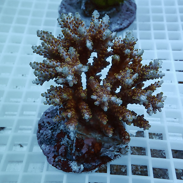 【サンゴ現物37】ブリードミドリイシ