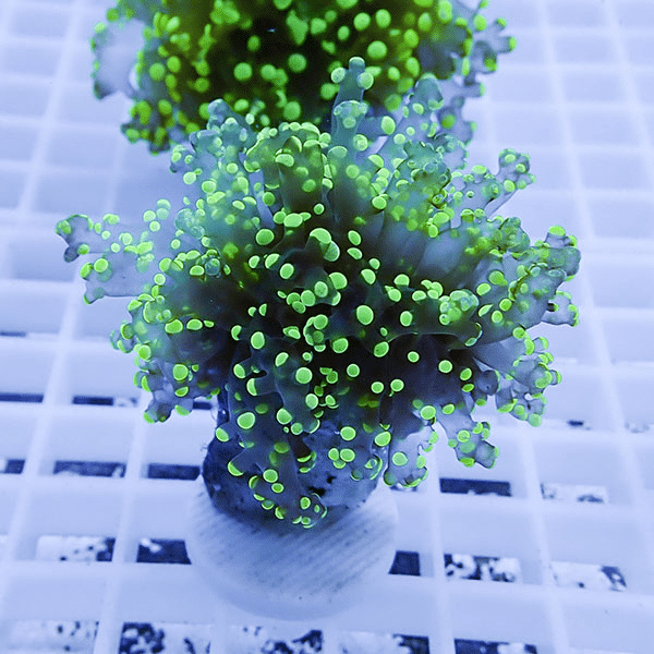 【サンゴ現物37】タコアシサンゴ フラグ