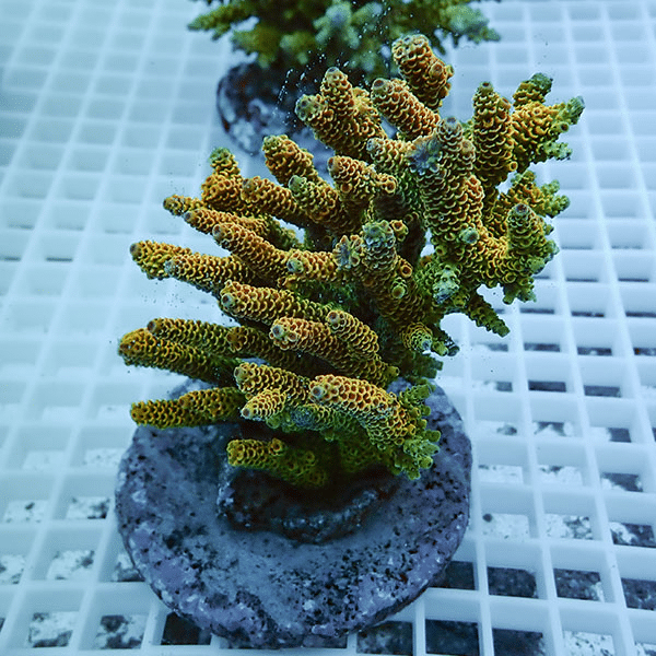 【サンゴ現物38】ブリードミドリイシ