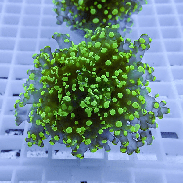 【サンゴ現物38】タコアシサンゴ フラグ