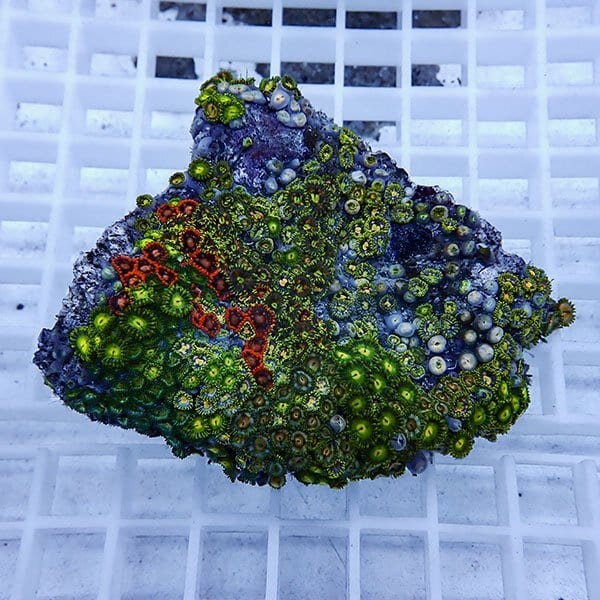 【サンゴ現物39】マメスナギンチャク