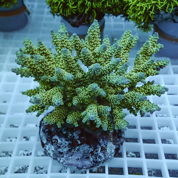 【サンゴ現物39】ブリードミドリイシ