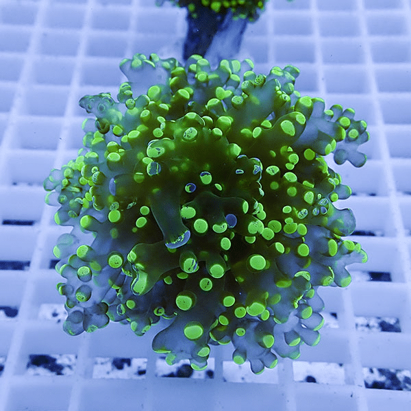 【サンゴ現物39】タコアシサンゴ フラグ