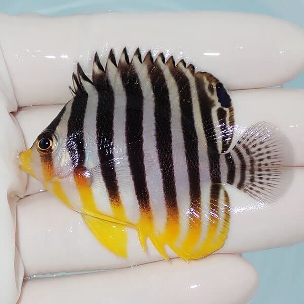 【現物3】シマヤッコ 5.7cm±