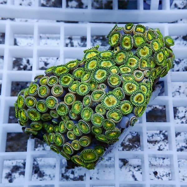 【サンゴ現物3】マメスナギンチャク