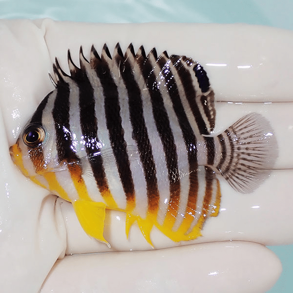 【現物3】シマヤッコ 6.5cm±