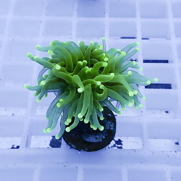 【サンゴ現物3】フラワーコーラルフラグ