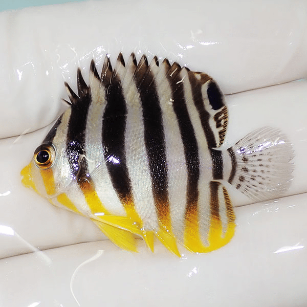 【現物3】シマヤッコ 4cm±