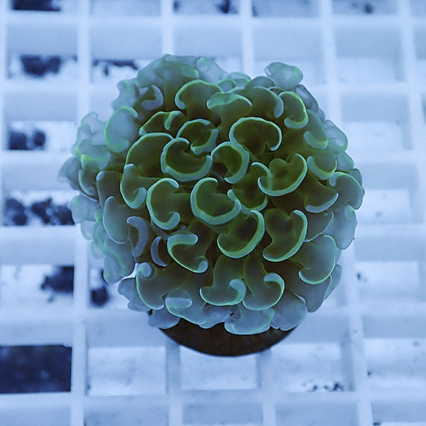 【サンゴ現物3】ナガレハナサンゴ フラグ