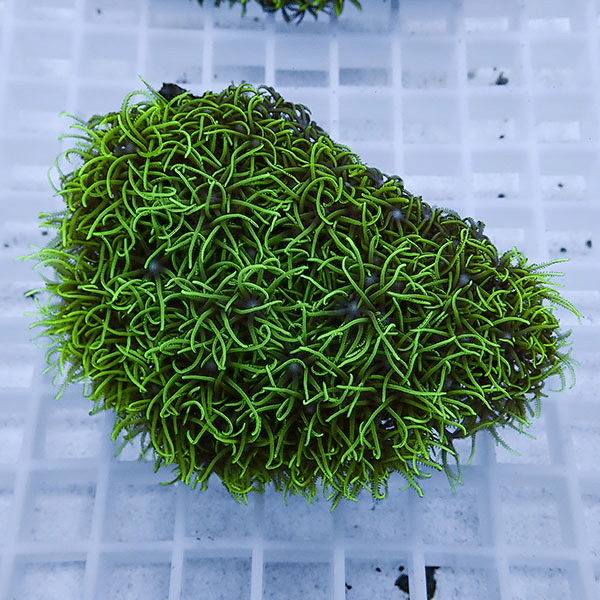 【サンゴ現物3】スターポリプ