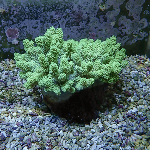 【サンゴ現物3】トサカ.sp 12-10cm 沖縄産