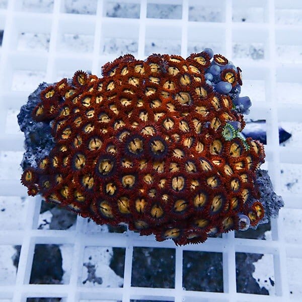 【サンゴ現物40】マメスナギンチャク