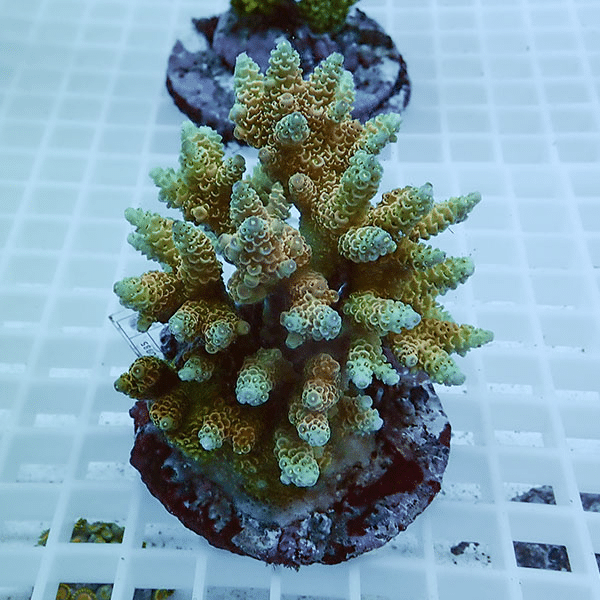 【サンゴ現物40】ブリードミドリイシ