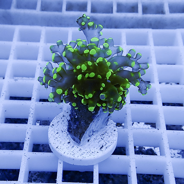 【サンゴ現物40】タコアシサンゴ フラグ