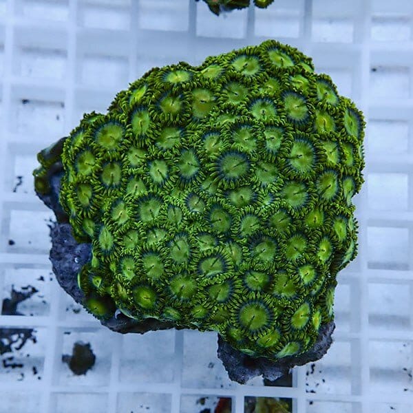 【サンゴ現物41】マメスナギンチャク