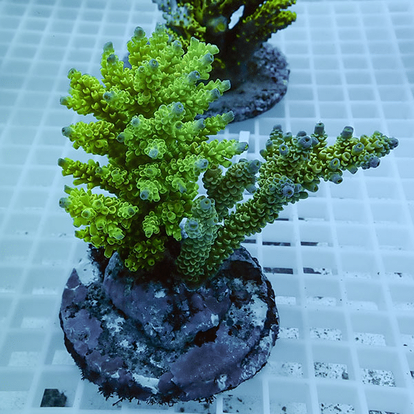 【サンゴ現物41】ブリードミドリイシ