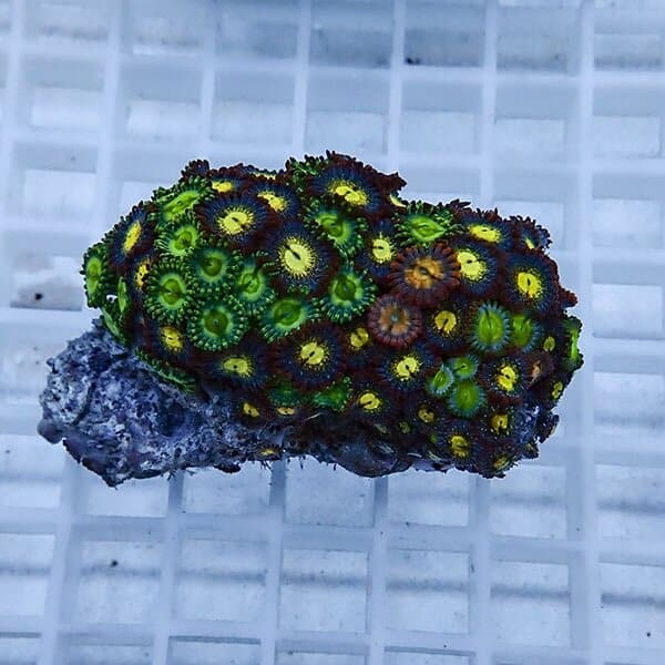 【サンゴ現物43】マメスナギンチャク