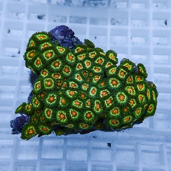 【サンゴ現物44】マメスナギンチャク