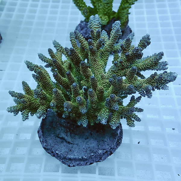 【サンゴ現物44】ブリードミドリイシ