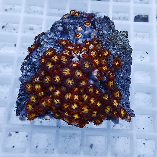 【サンゴ現物45】マメスナギンチャク