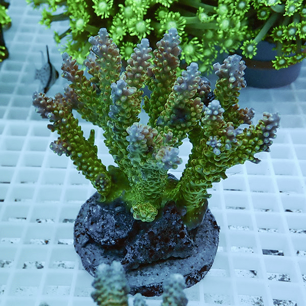 【サンゴ現物45】ブリードミドリイシ