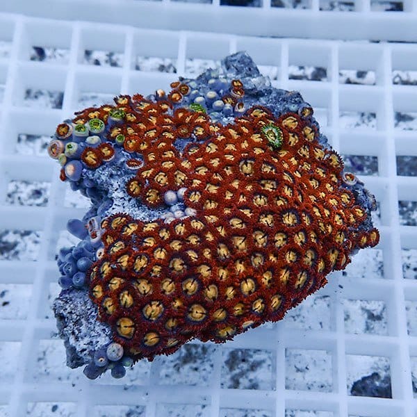 【サンゴ現物46】マメスナギンチャク