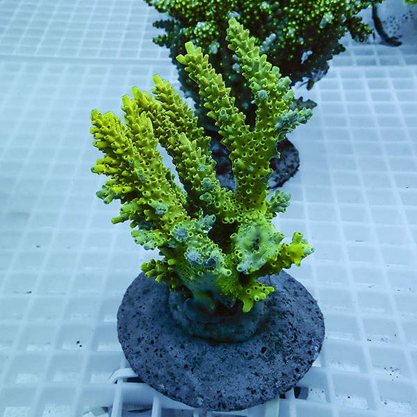 【サンゴ現物47】ブリードミドリイシ