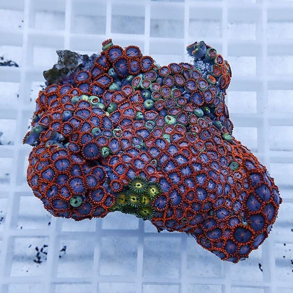 【サンゴ現物48】マメスナギンチャク