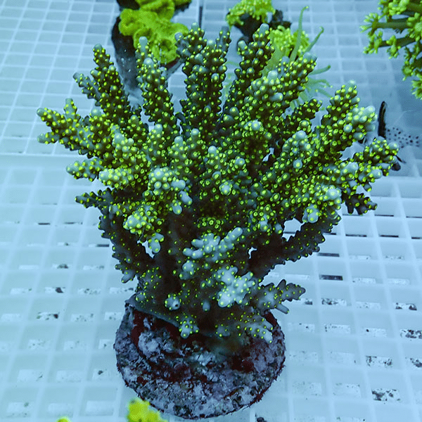 【サンゴ現物48】ブリードミドリイシ