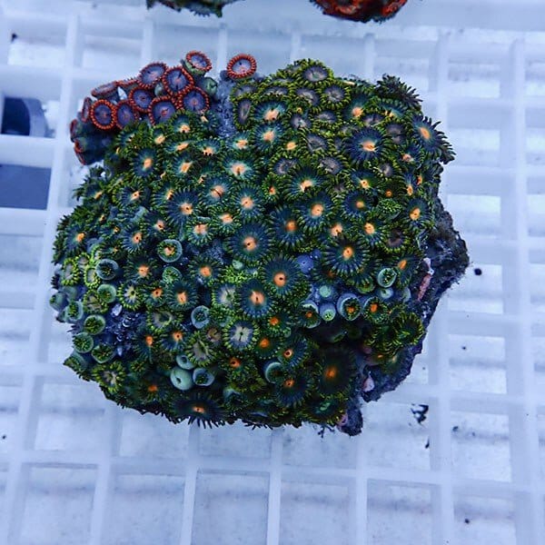 【サンゴ現物49】マメスナギンチャク