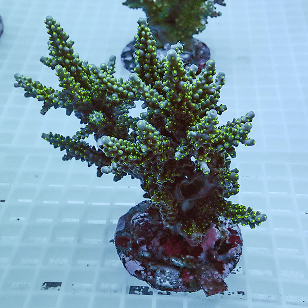 【サンゴ現物49】ブリードミドリイシ