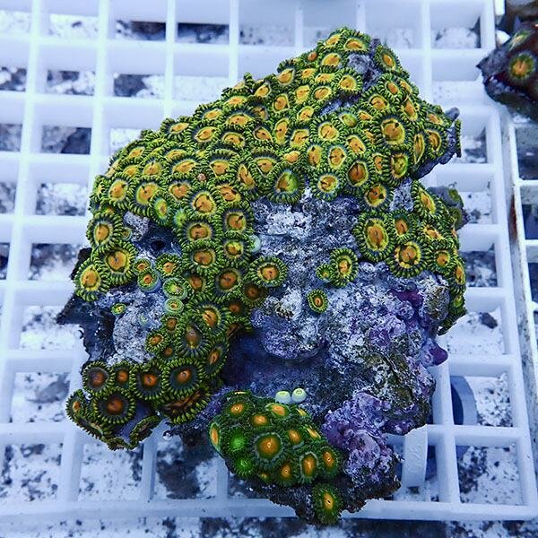 【サンゴ現物4】マメスナギンチャク