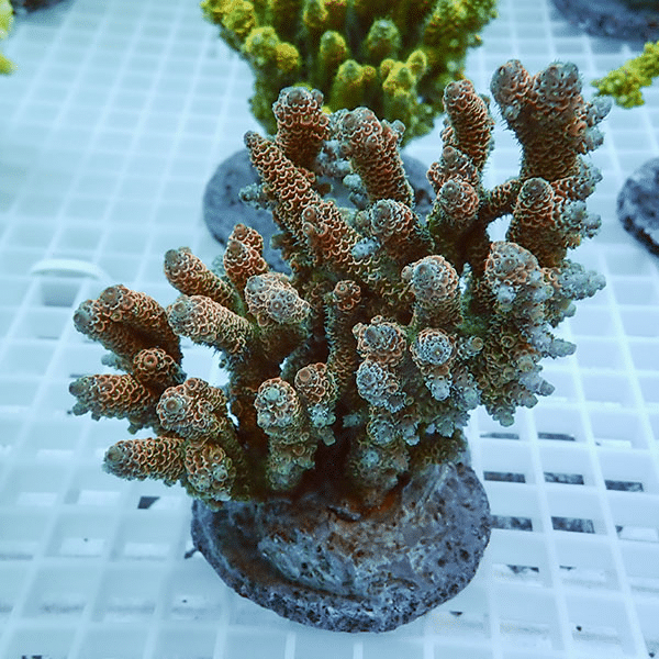 【サンゴ現物4】ブリードミドリイシ