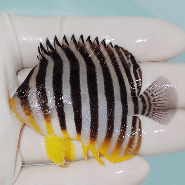 【現物4】シマヤッコ 6.5cm±