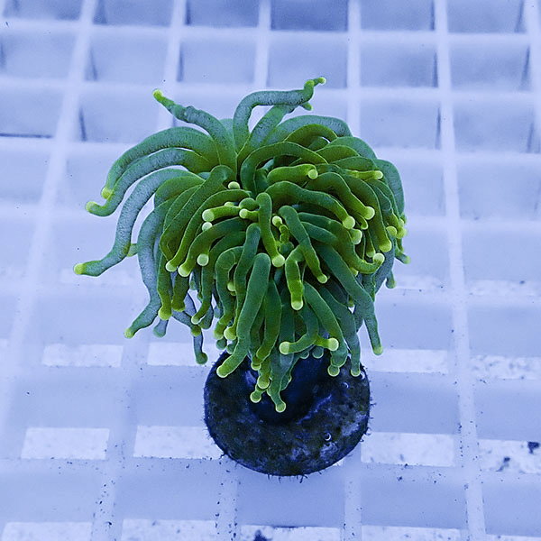 【サンゴ現物4】フラワーコーラルフラグ