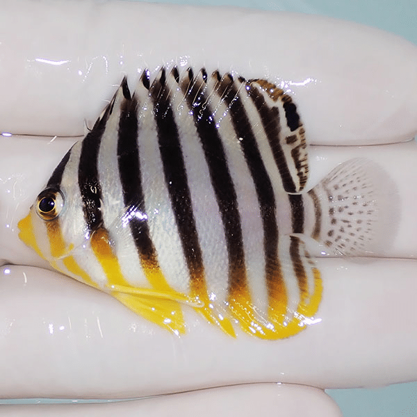 【現物4】シマヤッコ 5cm±