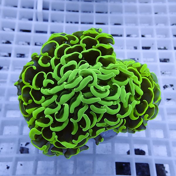 【サンゴ現物4】ナガレハナサンゴ