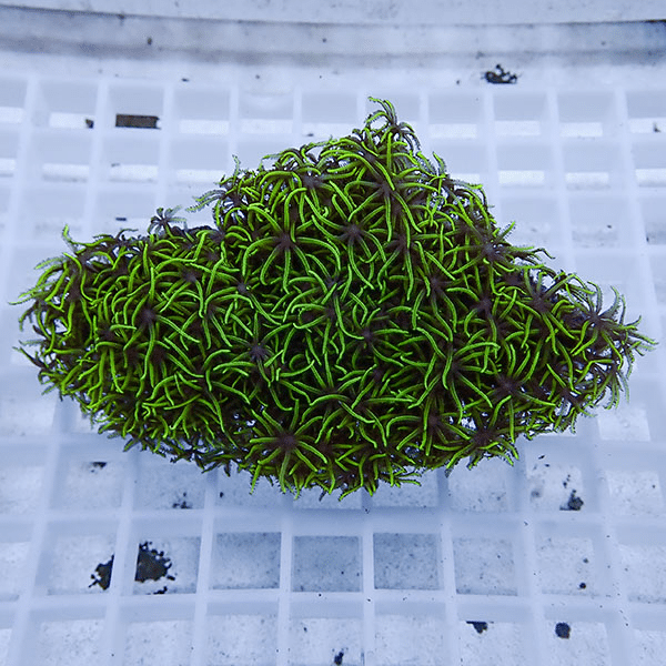 【サンゴ現物4】スターポリプ