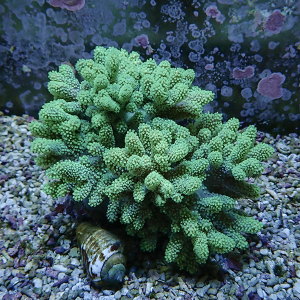 【サンゴ現物4】トサカ.sp 12-11cm 沖縄産